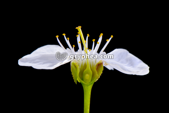 Cerisier - Fleur en CL  - gryphea.com